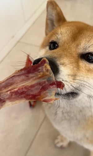 Customer photo review of Jungle Calling Dog Treats Variety Pack, Triple Flavor Rolls, Multi-Flavor Kabobs & Duck Wrapped Cartilage Bones, 3-Item Bundle
