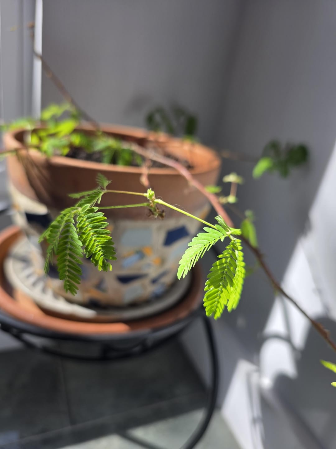Customer photo review of Mimosa Seeds - Sensitive Plant