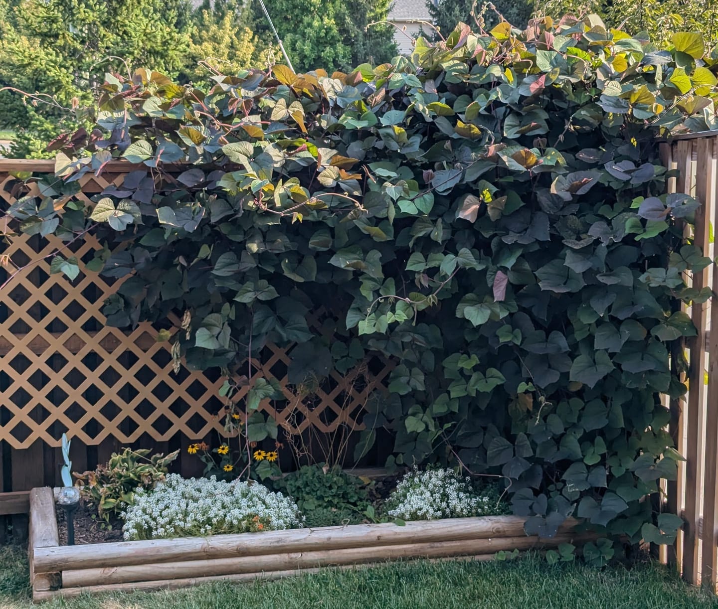 Customer photo review of Hyacinth Bean Seeds