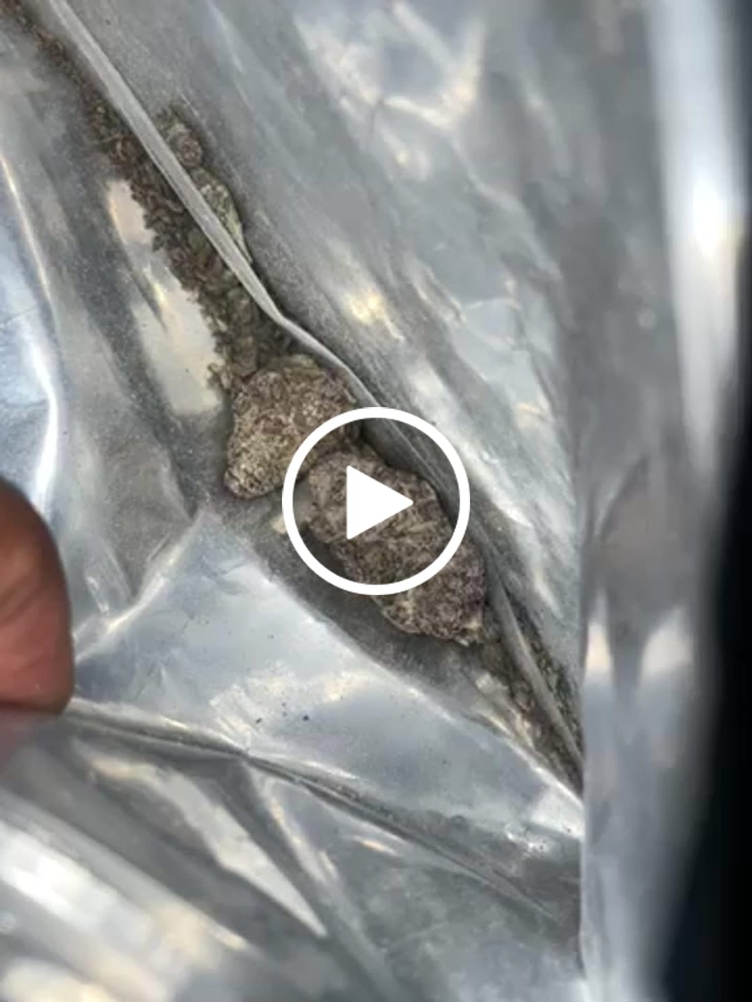 Customer video review of Cheap Indoor THCA Flower Ounce
