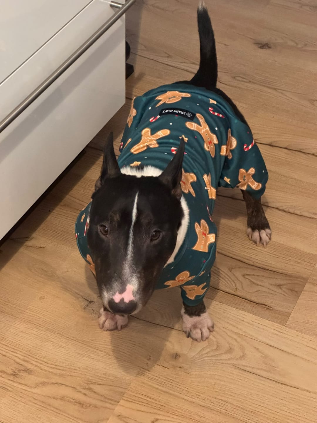 Customer photo review of Dog Christmas Pajamas