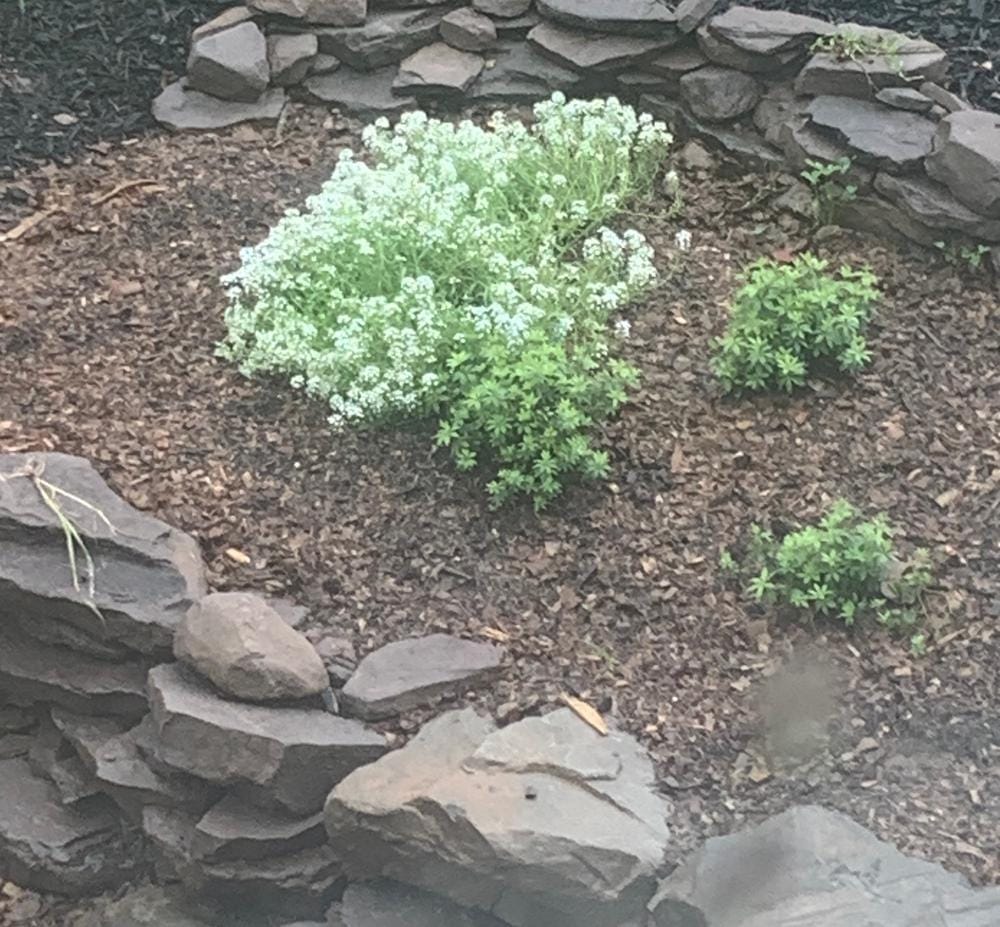 Customer photo review of Sweet Alyssum Seeds - Carpet of Snow