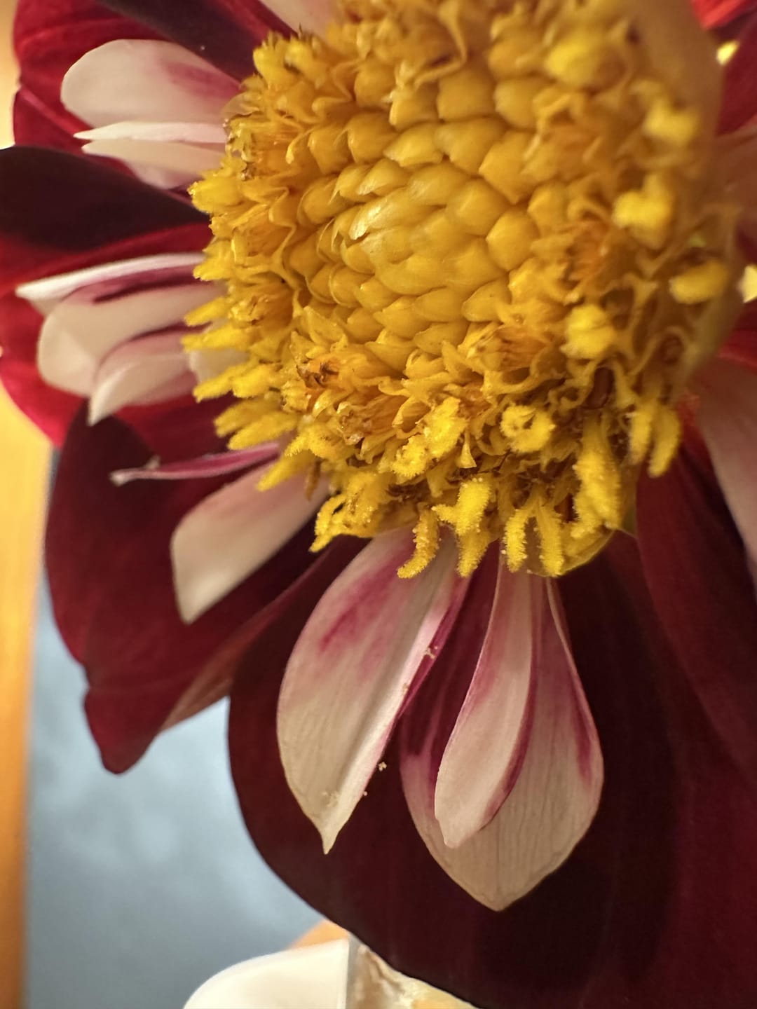 Customer photo review of Dahlia Tubers (Collarette) - Mary Evelyn