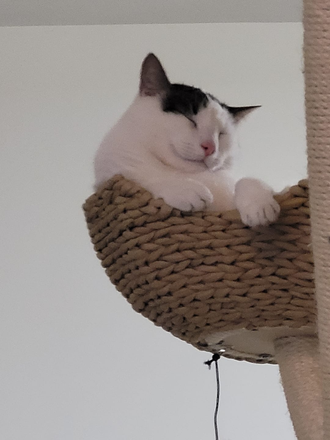 Customer photo review of MICHU Ivy 4-Tier Designer Cat Tree -Preorder