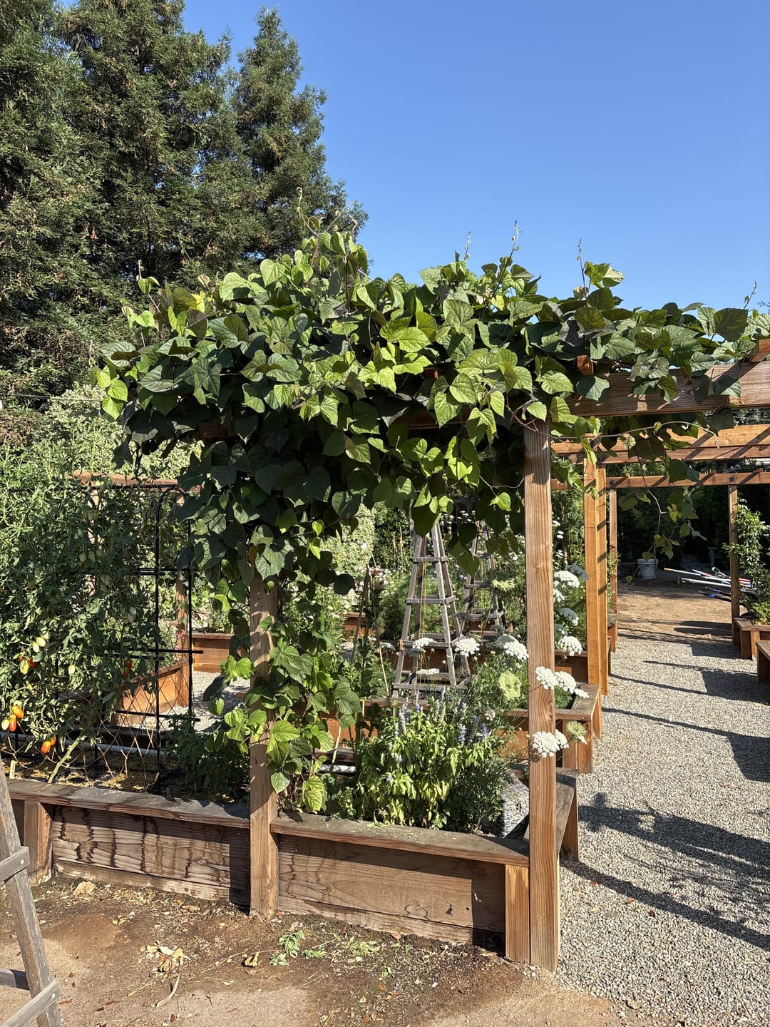 Customer photo review of Hyacinth Bean Seeds