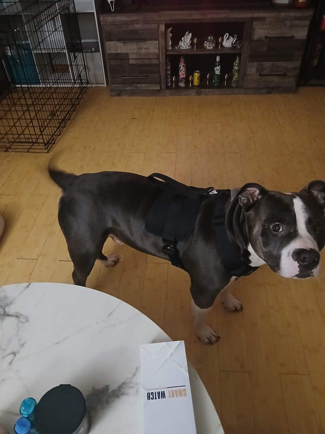 Customer photo review of No Pull Bully Proof Harness