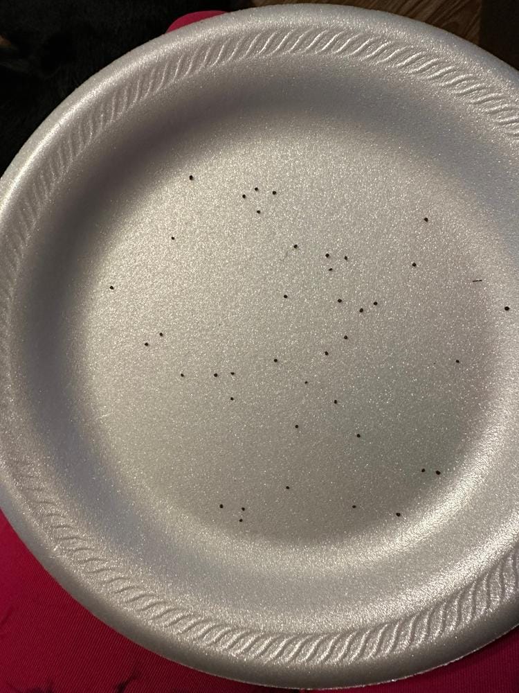 Customer photo review of Primrose Seeds - Blue Zebra