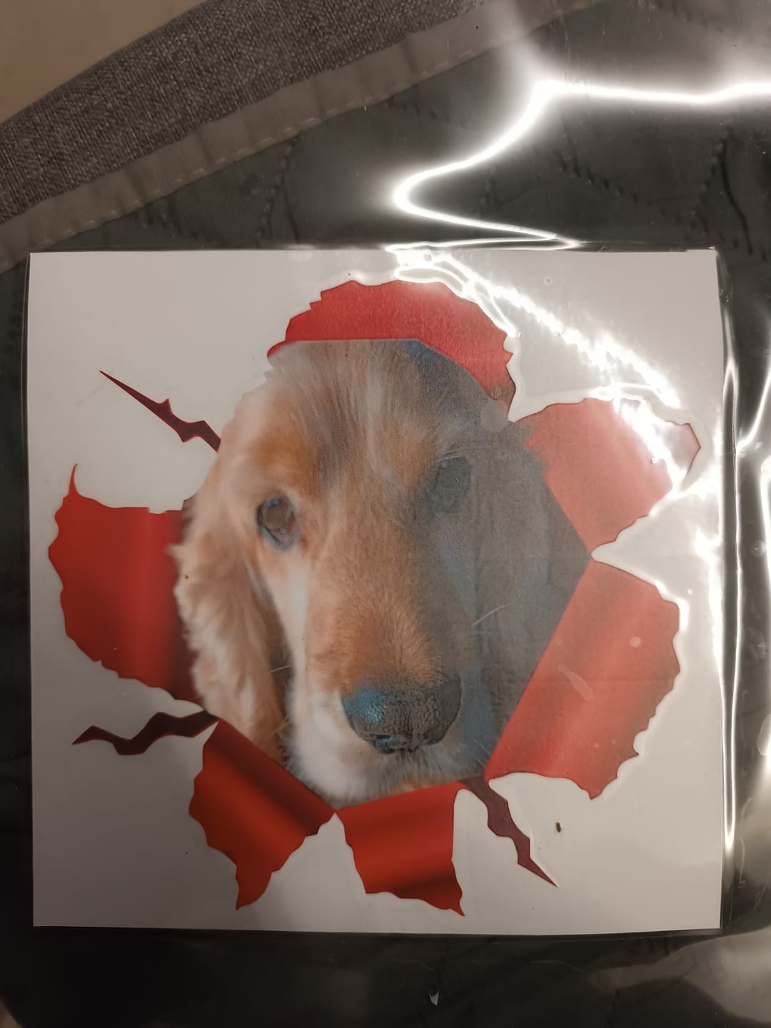 Customer photo review of Autocollant pour voiture personnalisé - Photo animal curieux