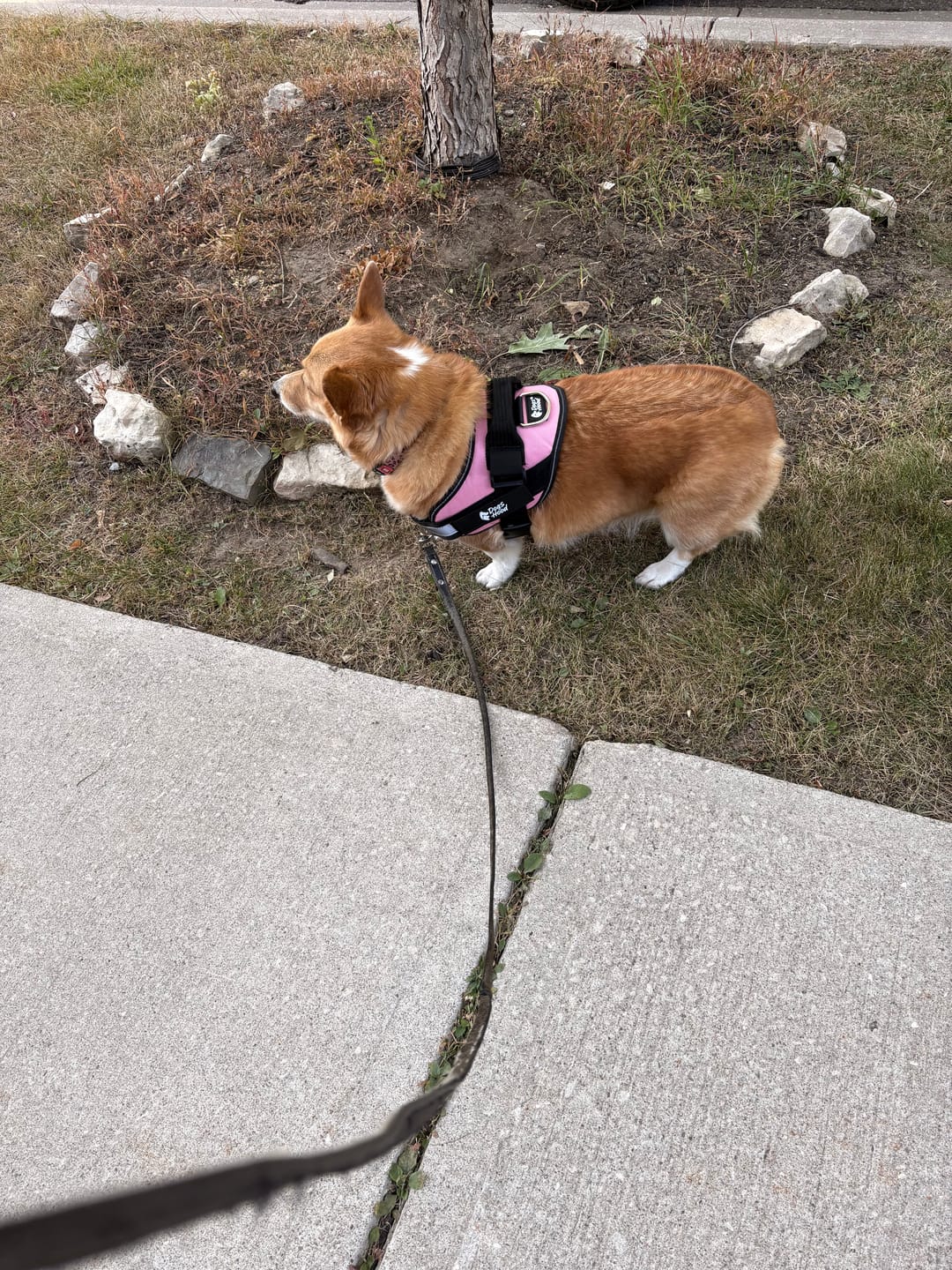 Customer photo review of Dogshood ™ No Pull Harness