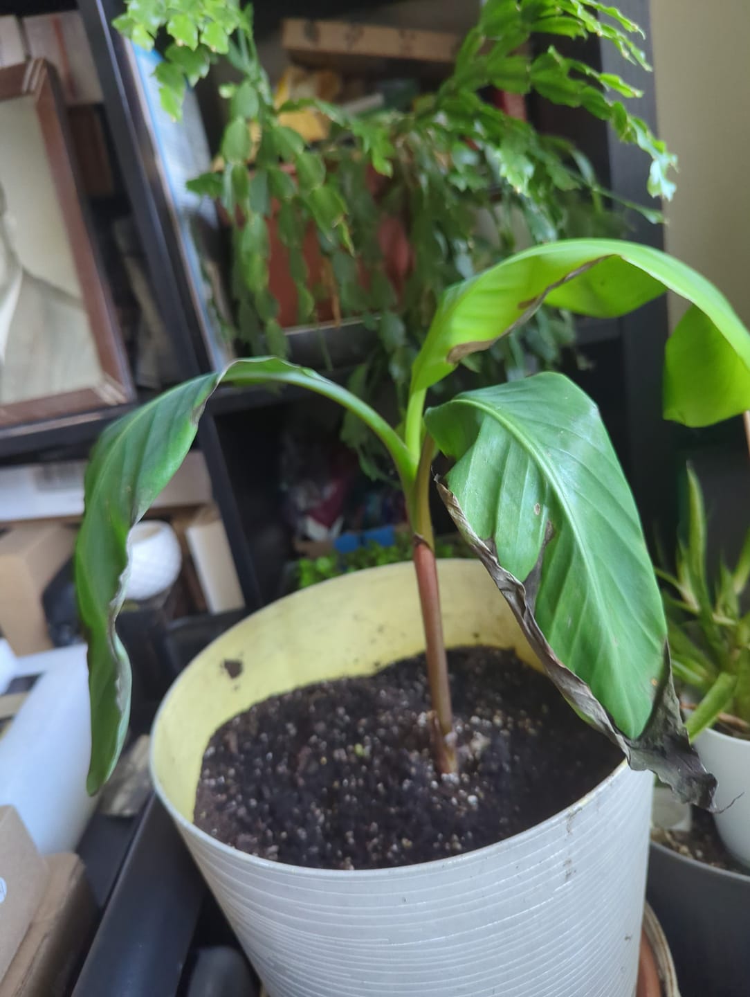 Customer photo review of Musa 'Red Dacca' Banana