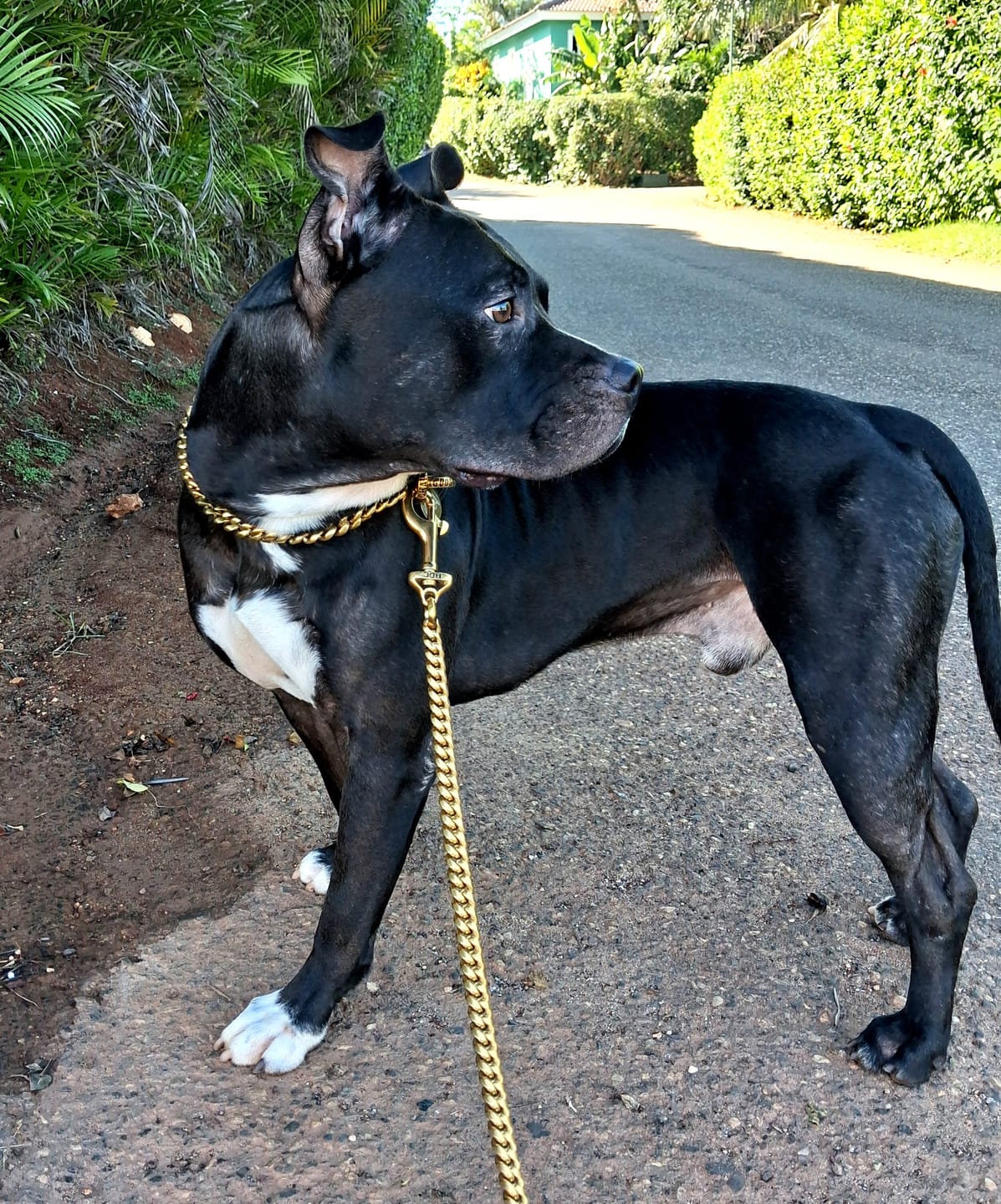Customer photo review of MIAMI LEASH 44 Inch - Gold Cuban Link Premium