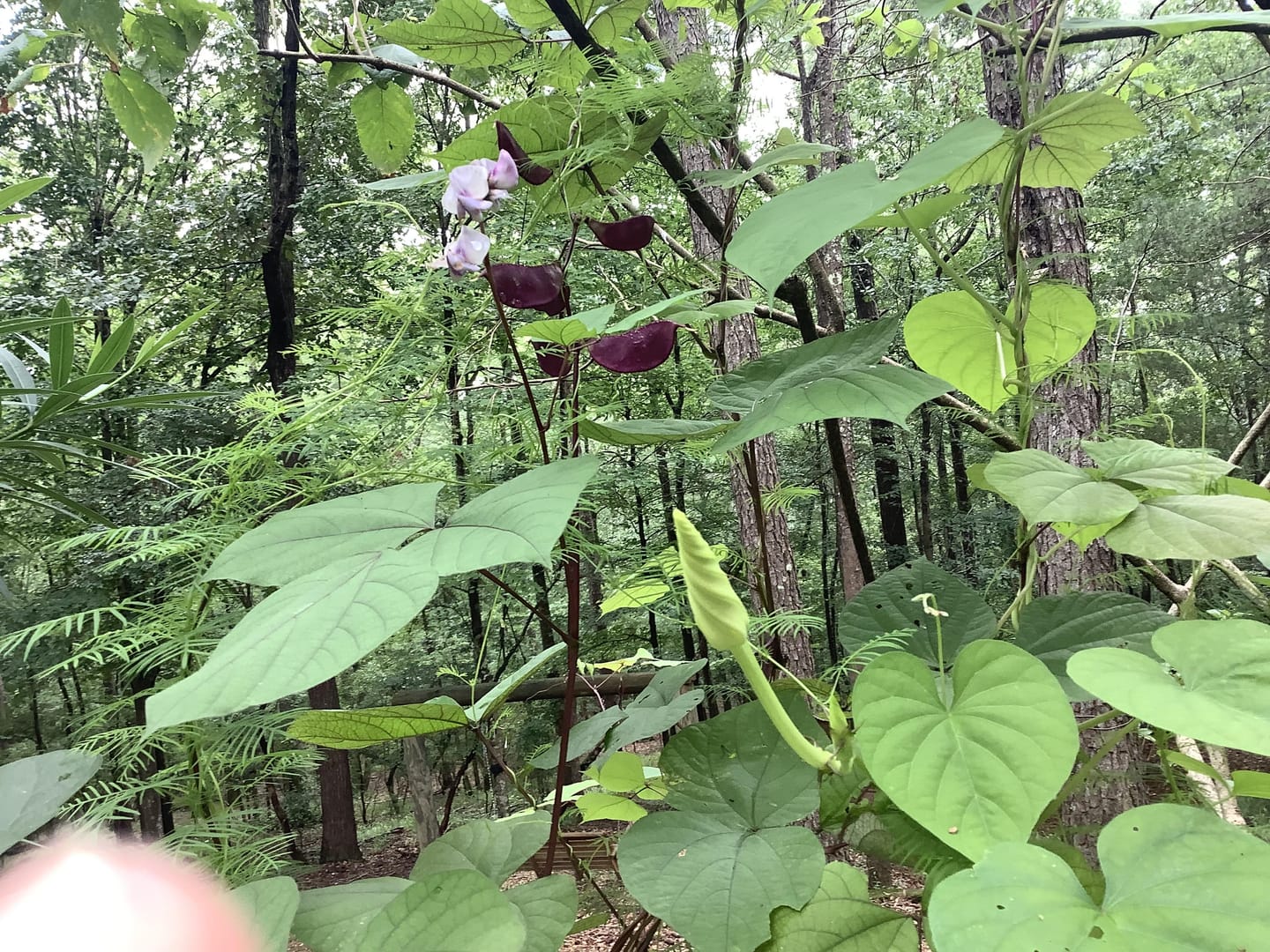 Customer photo review of Hyacinth Bean Seeds