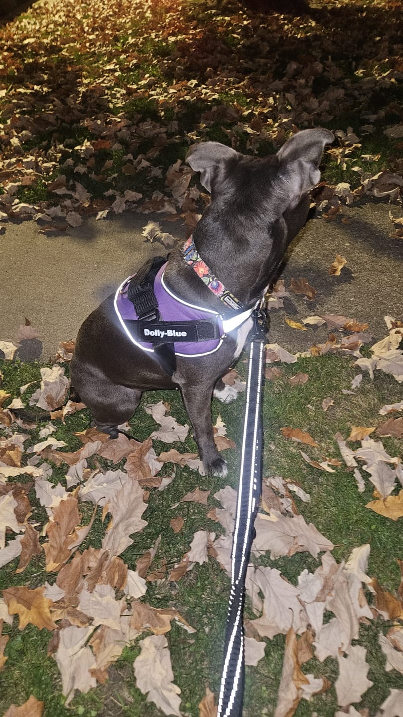 Customer photo review of Dogshood ™ No Pull Harness