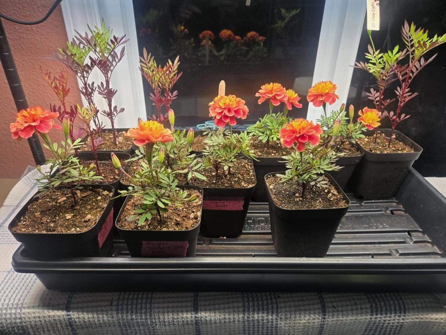 Customer photo review of French Marigold Seeds - Strawberry Blonde