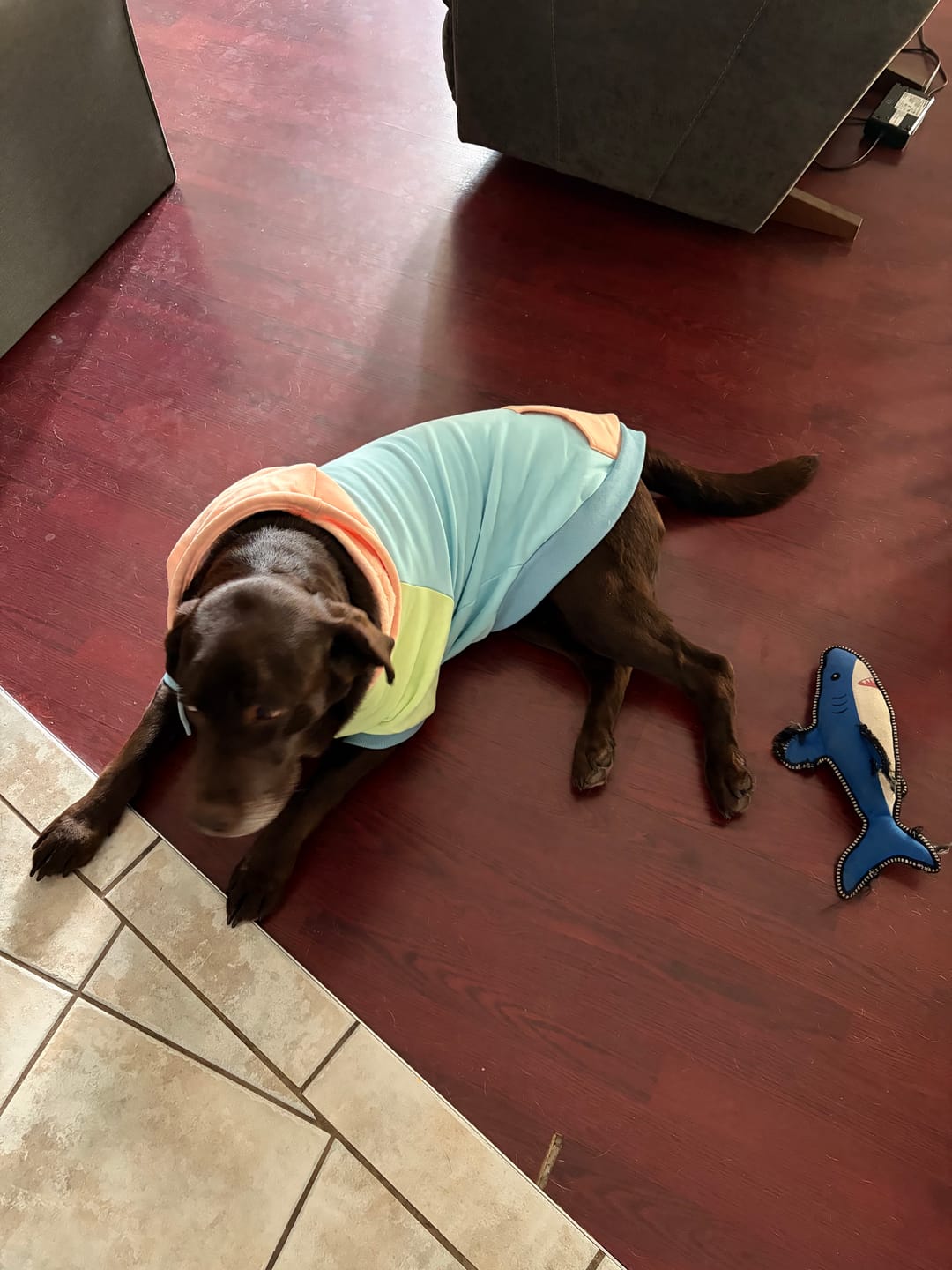 Customer photo review of Color Block Dog Hoodies