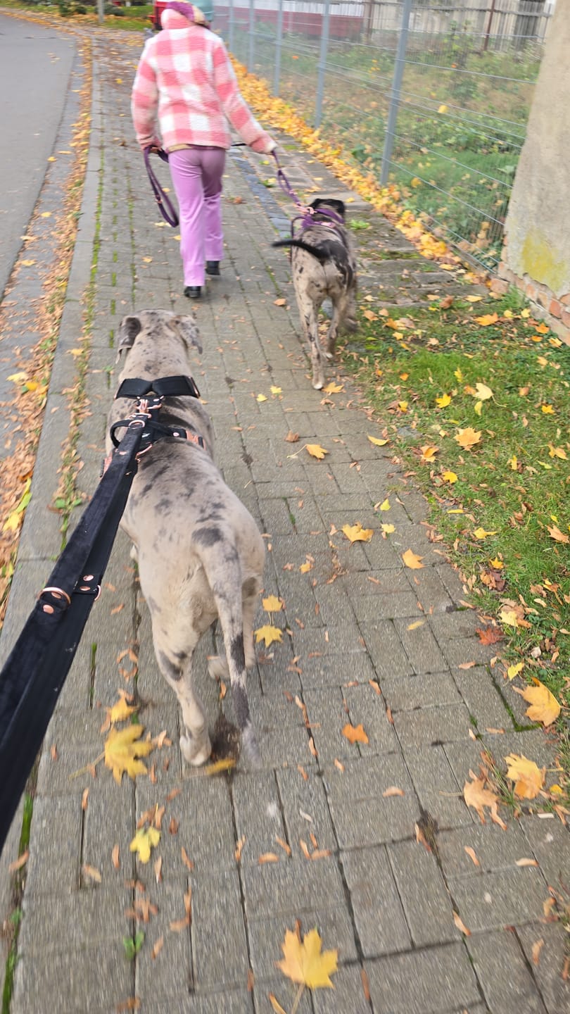 Customer photo review of Multi Guard Leash Rose Edition Black