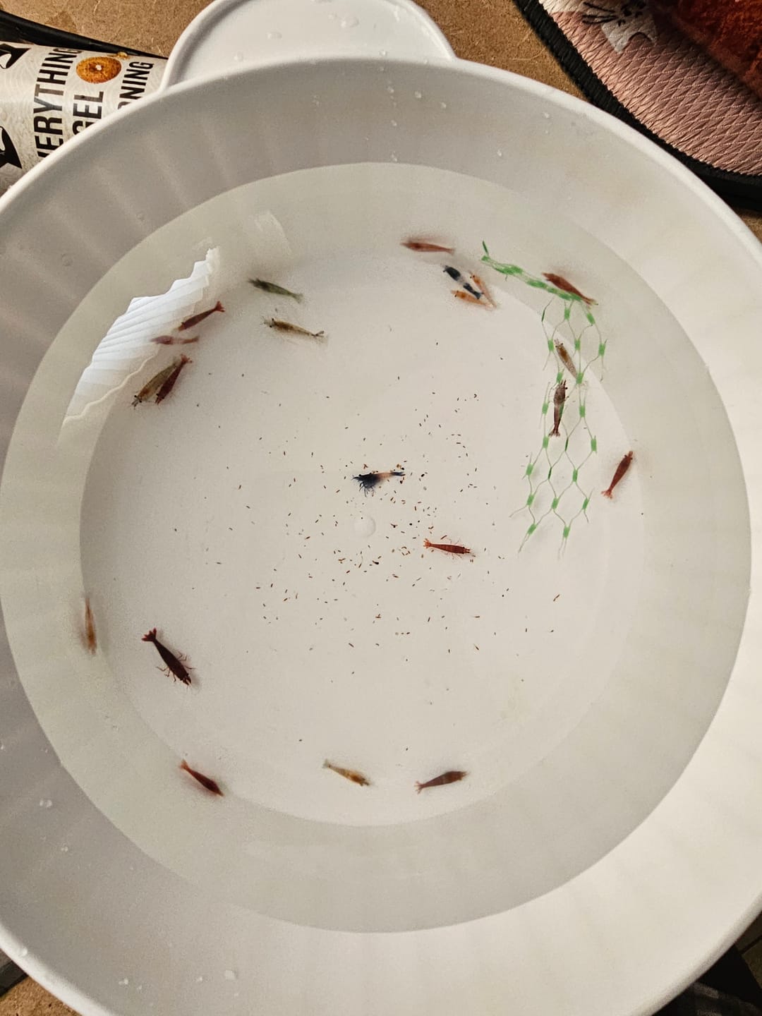Customer photo review of Neocaridina Skittles Shrimp Pack – Assorted Freshwater Colors