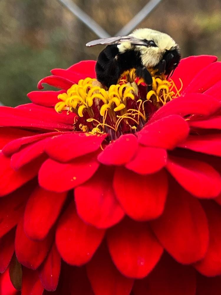 Customer photo review of Zinnia Seeds - Pumila / Cut & Come Again Mix