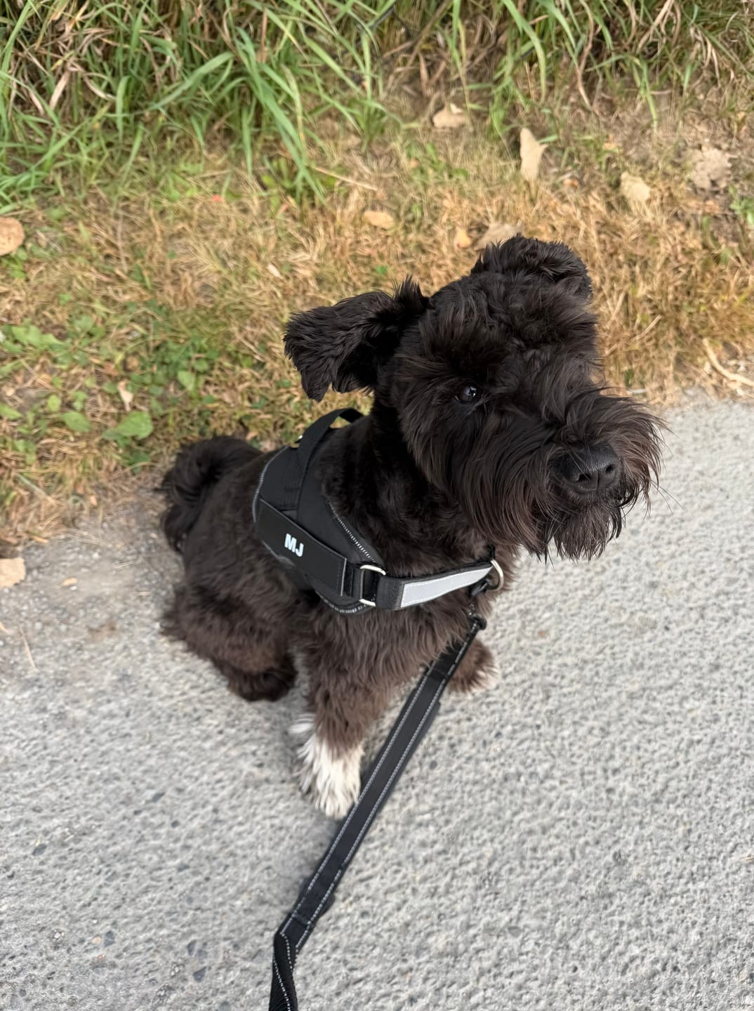 Customer photo review of Dogshood ™ No Pull Harness