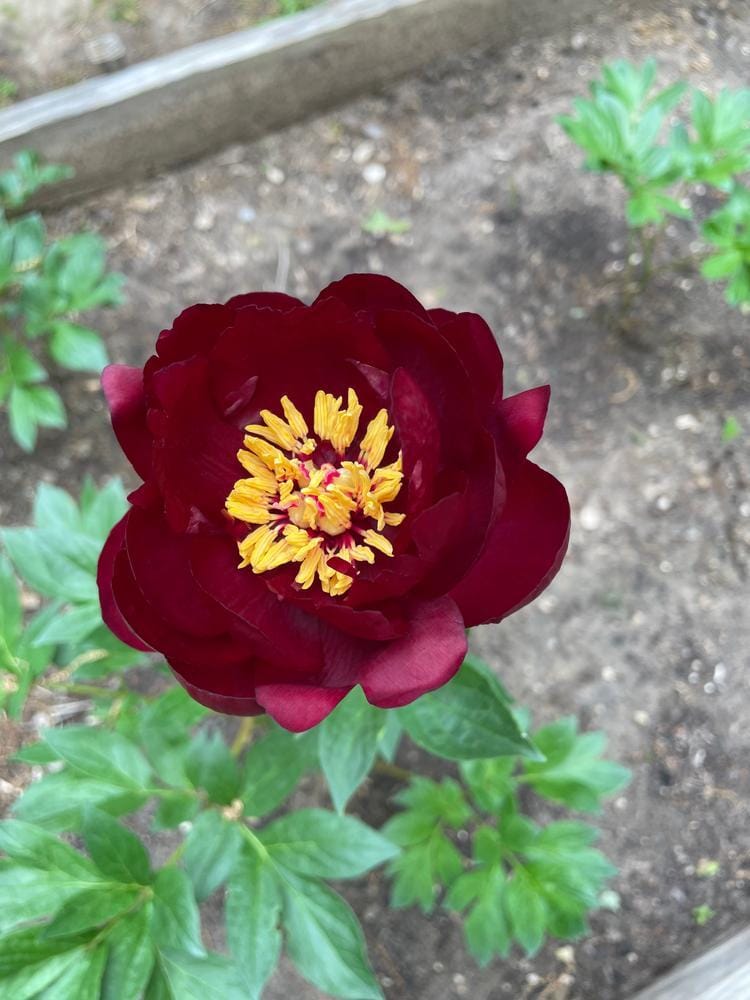 Customer photo review of Peony Roots - Buckeye Belle