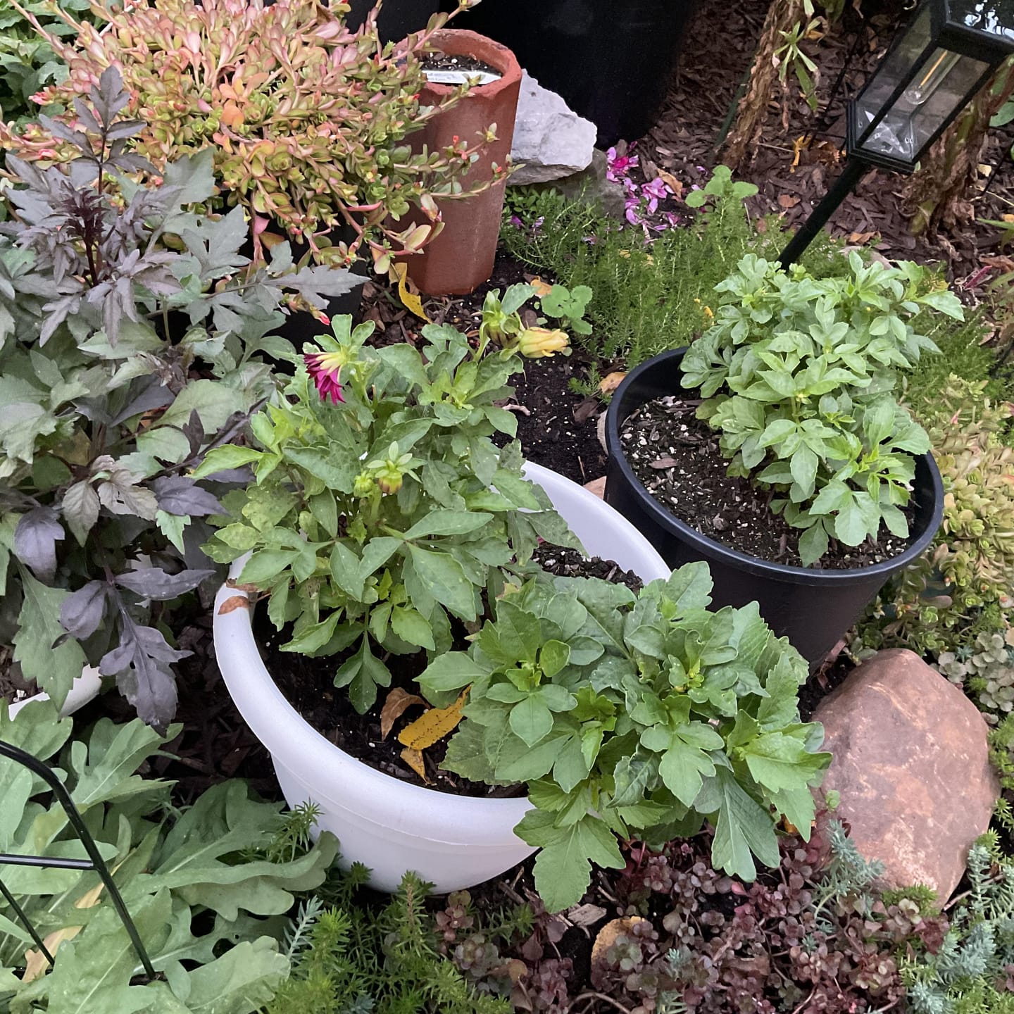 Customer photo review of French Marigold Seeds - Strawberry Blonde