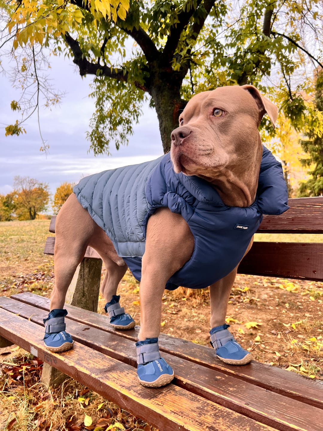 Customer photo review of 365 All-Season Dog Shoe 4PC Set - Blue