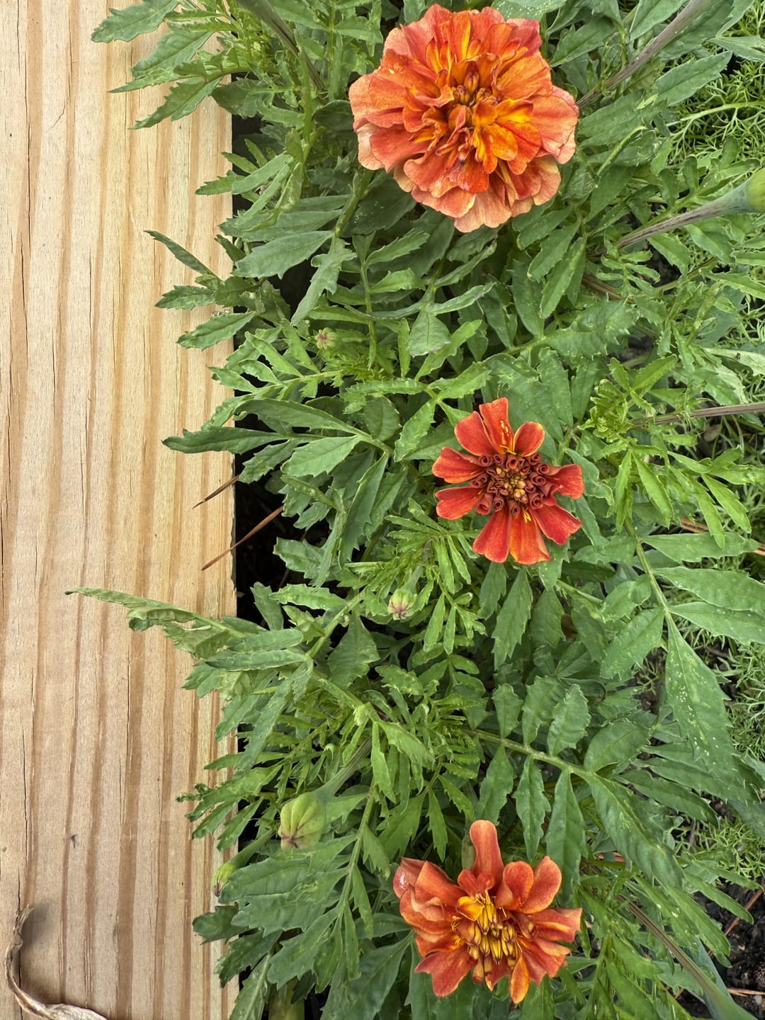 Customer photo review of French Marigold Seeds - Strawberry Blonde
