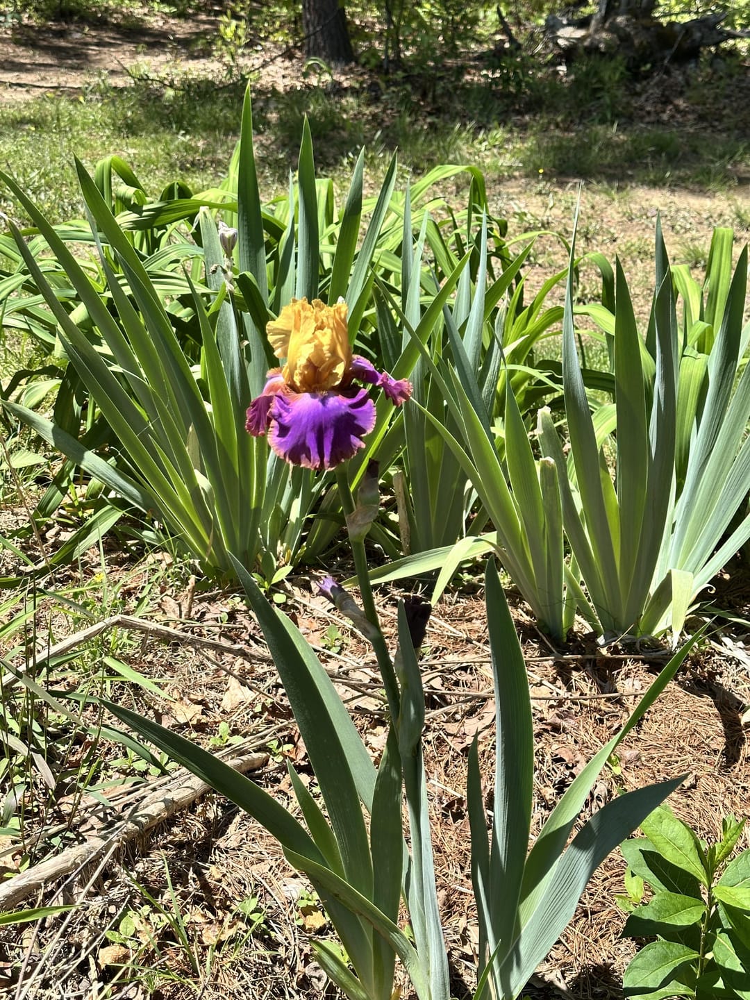 Customer photo review of Bearded Iris Bulbs - Rasputin
