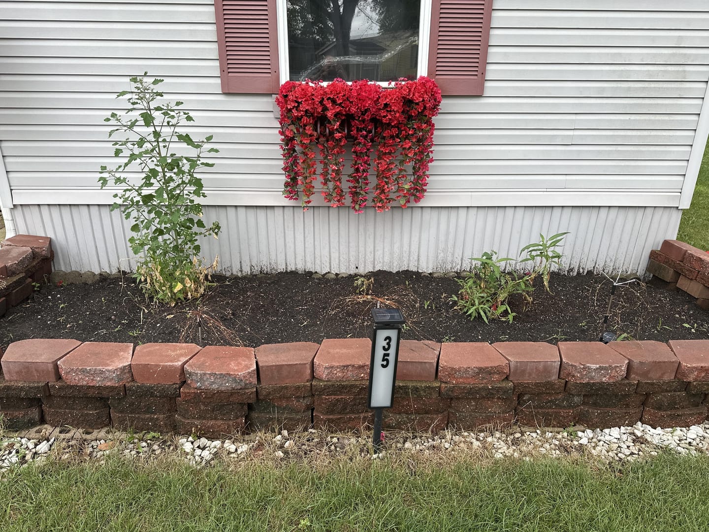 Customer photo review of Peony Roots - Buckeye Belle