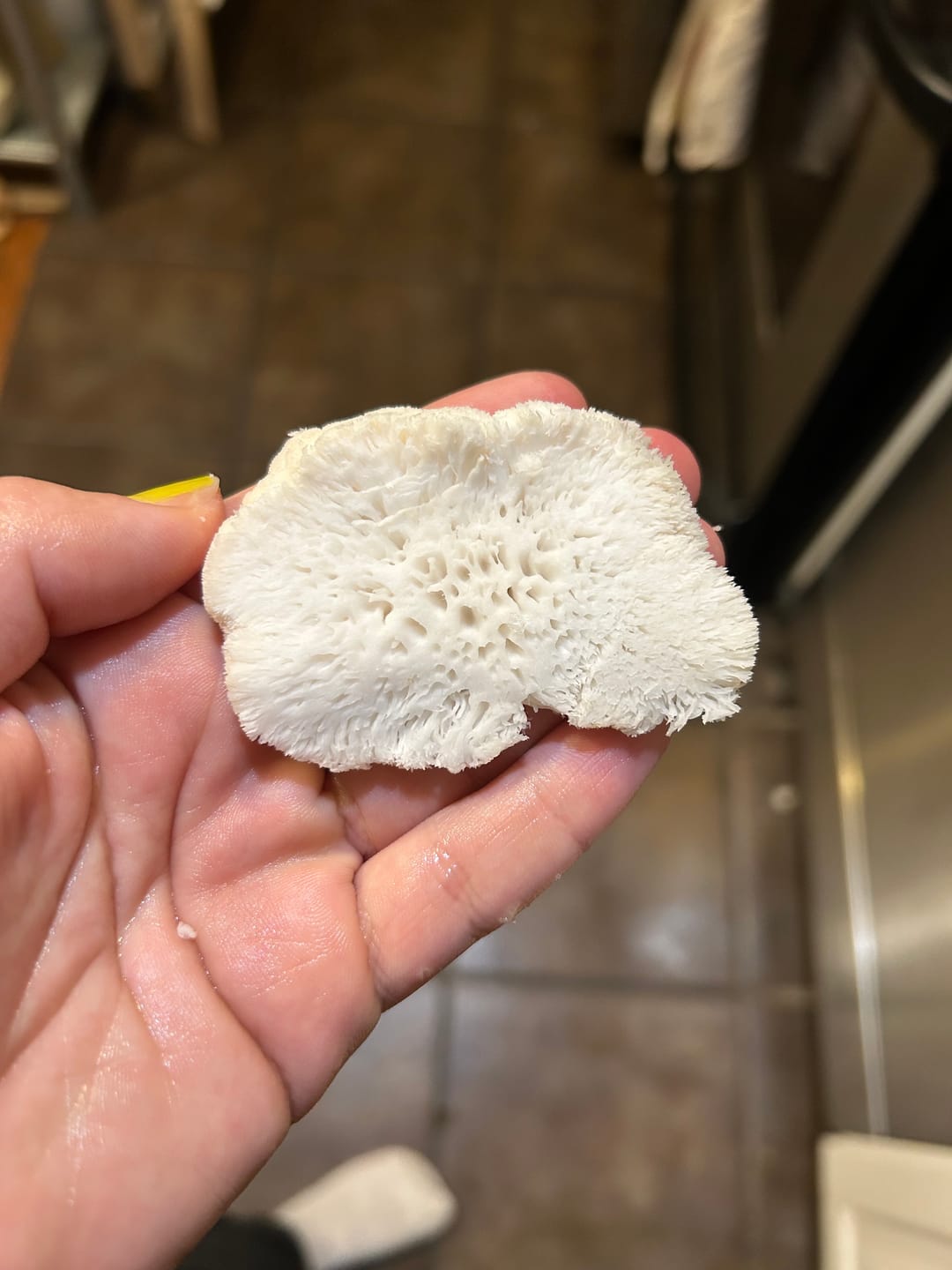 Customer photo review of Mushroom Mini-Farm Grow Kits Variety - 4 Pack