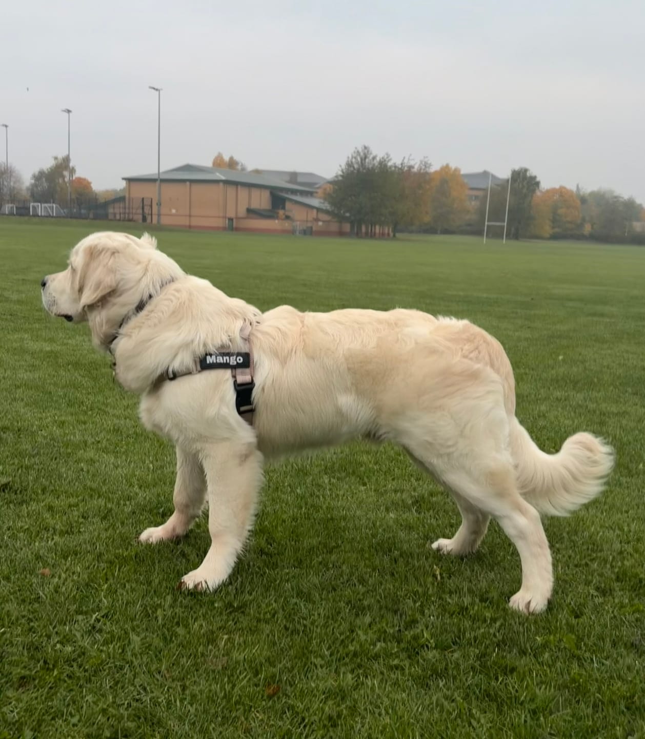 Customer photo review of ParoPet No Pull Dog Harness