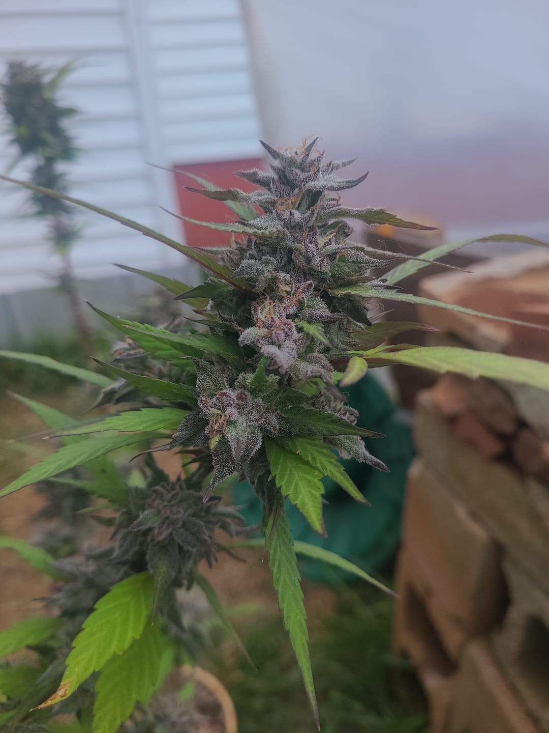 Customer photo review of Cheap THCA Smalls Ounce