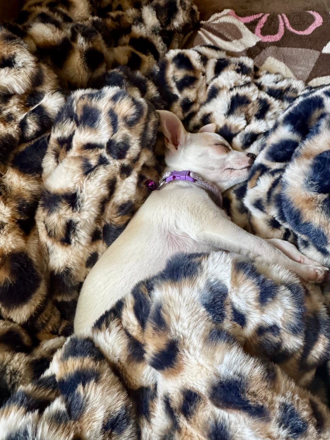 Customer photo review of Original Hugs Golden Leopard Blanket