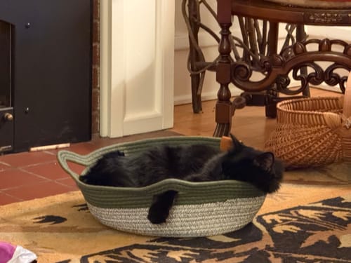 Customer's Instinct Basket containing a sleeping black cat on a patterned rug indoors