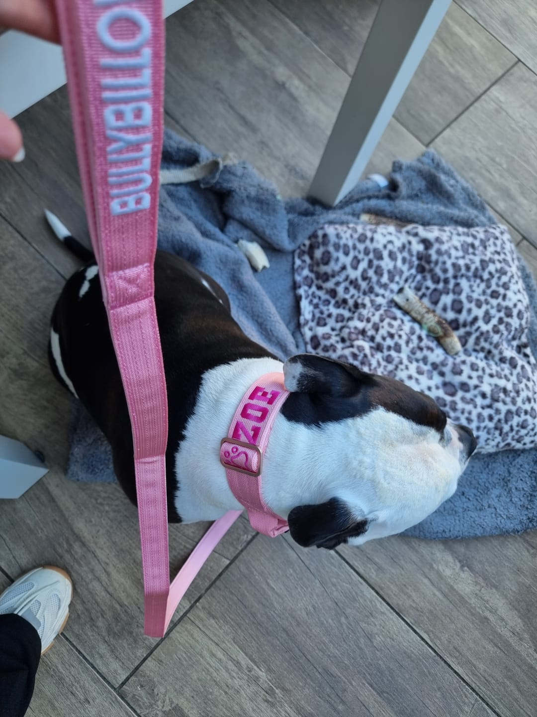 Customer photo review of 4cm LIGHTER Combat® Collar | With Handle & Secure Clip - Pink x Pink