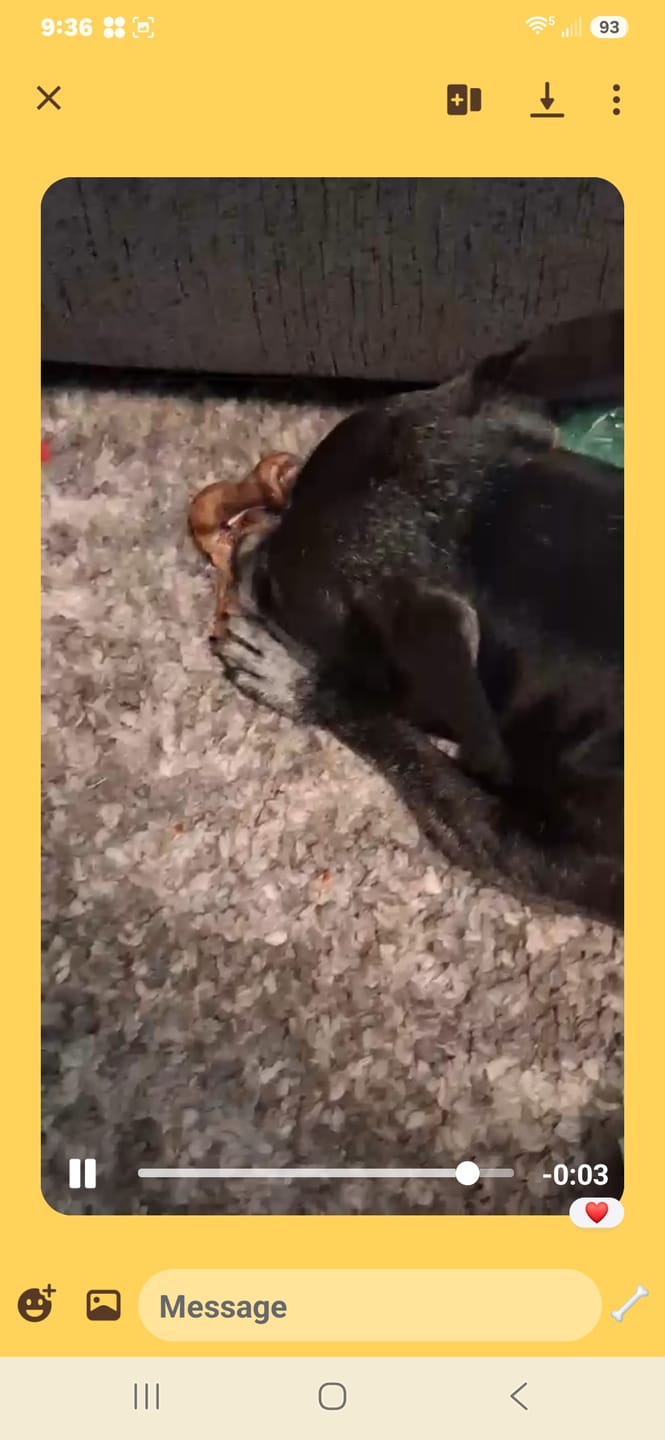 Customer photo review of Ostrich Knuckle (Medium – 4" x 3"): The Perfect Chew for Small to Medium Dogs & Sensitive Stomachs