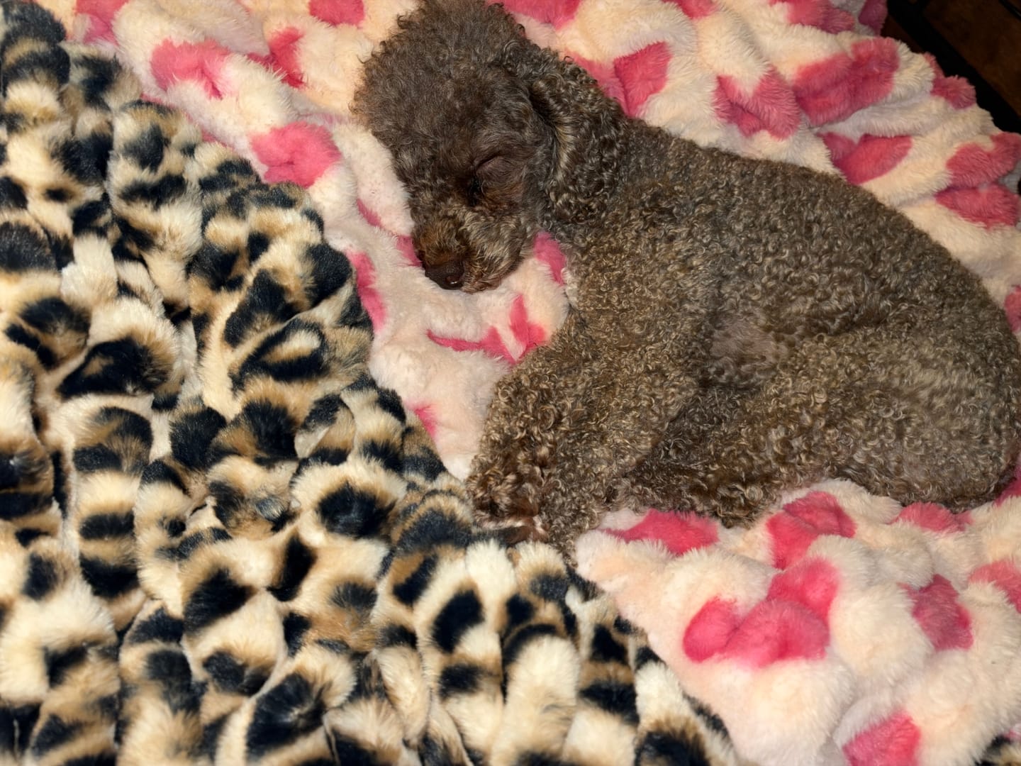 Customer photo review of Hugs Golden Leopard Blanket