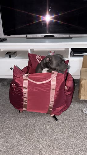 Customer's grey dog sitting comfortably inside the burgundy Rosewood Travel Dog Pod in a home living room.