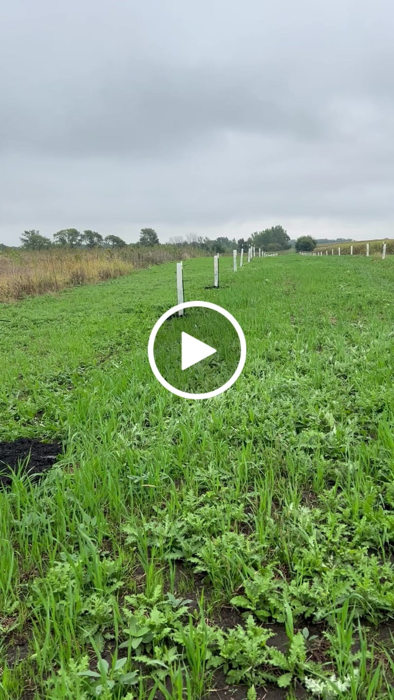 Customer video review of Hybrid Chestnut