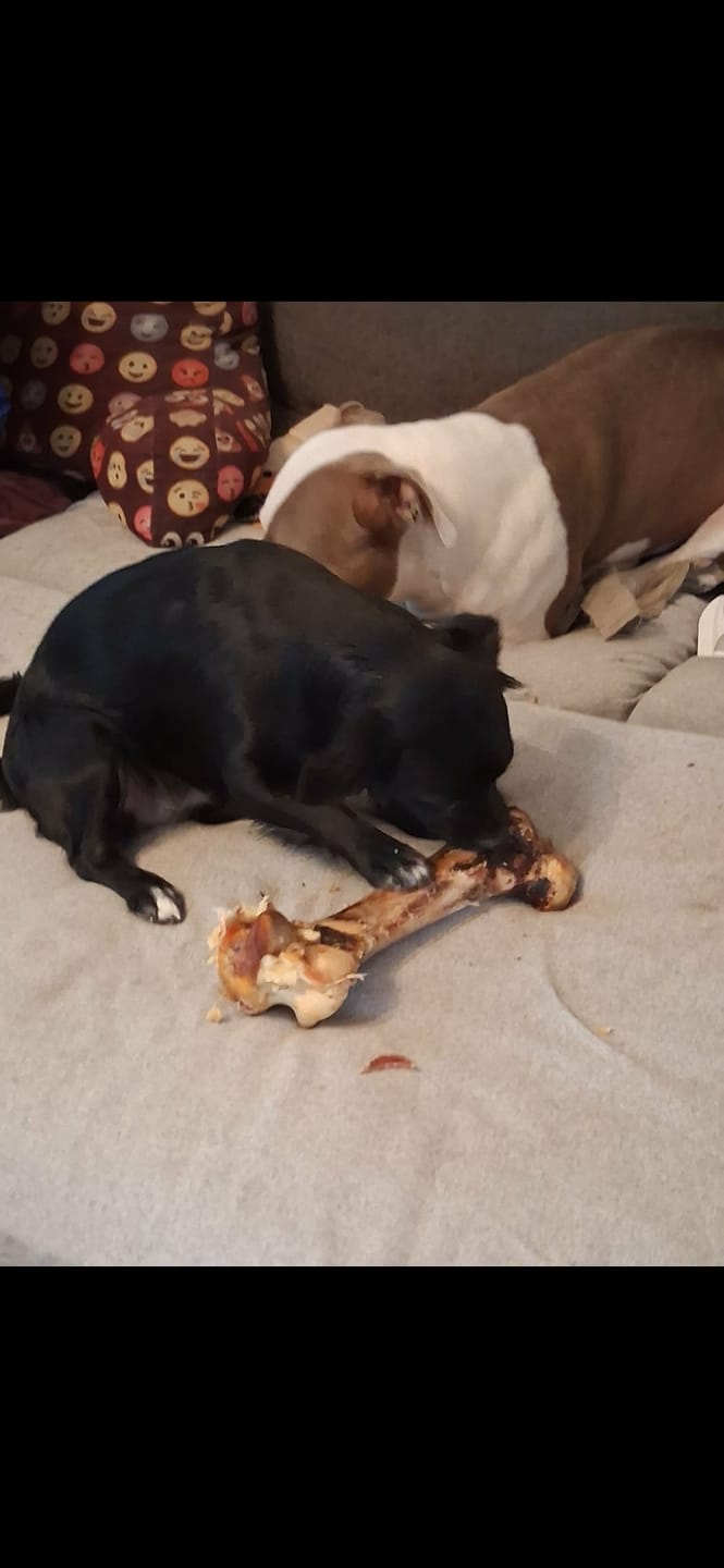 Customer photo review of Ostrich Hip Bone (12" x 5"x 3”): The Durable, Flavor-Packed Chew for Medium & Large Dogs