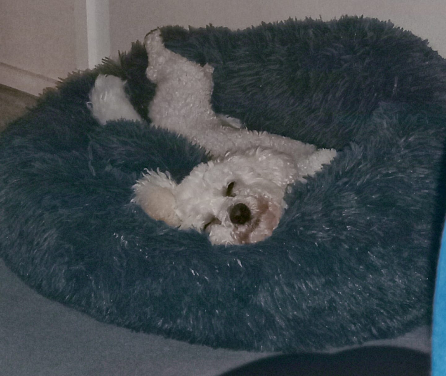 Customer photo review of Brooklyn® Deep Sleep Pet Bed