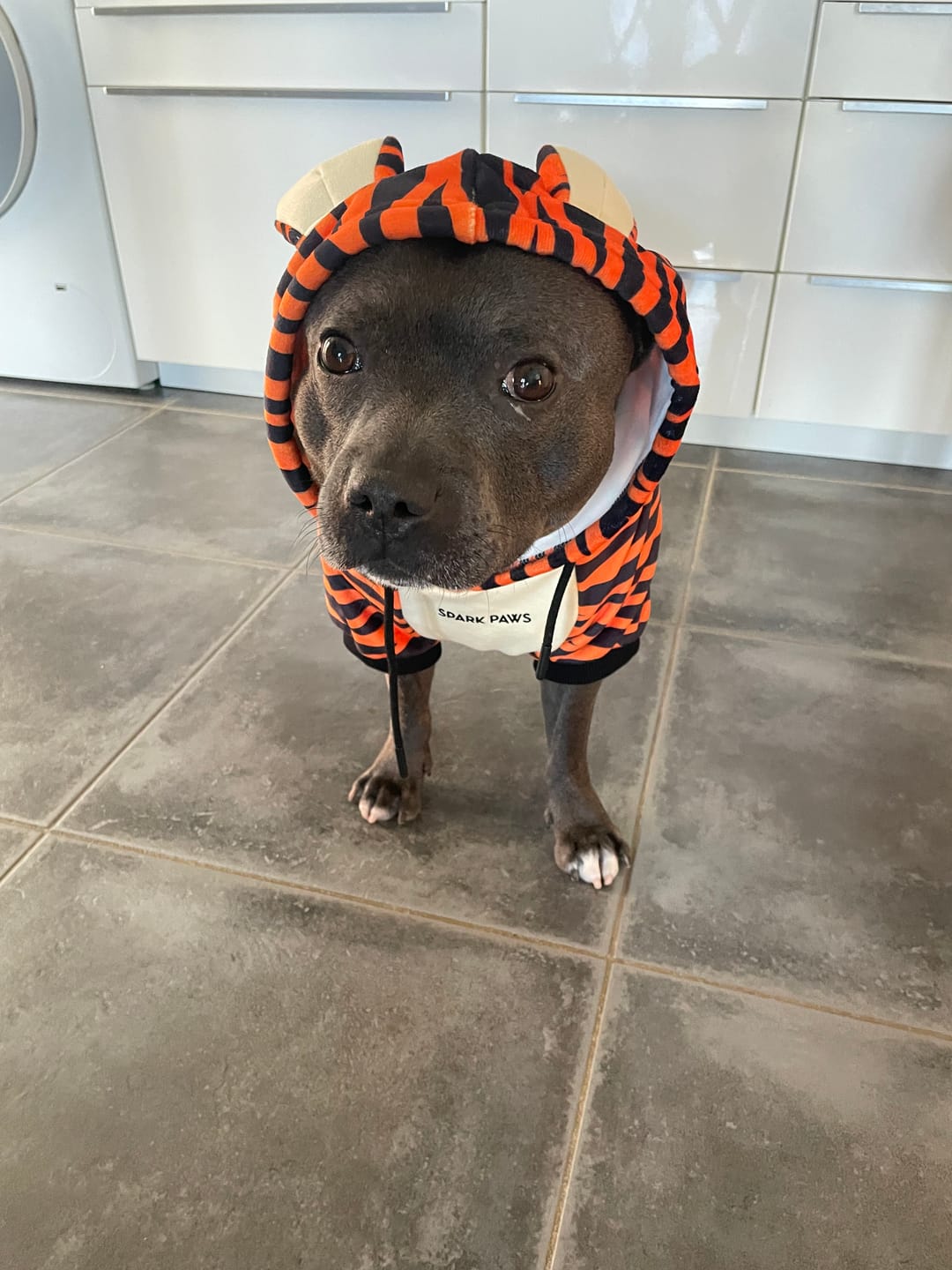 Customer photo review of Halloween Dog Hoodie - Tiger