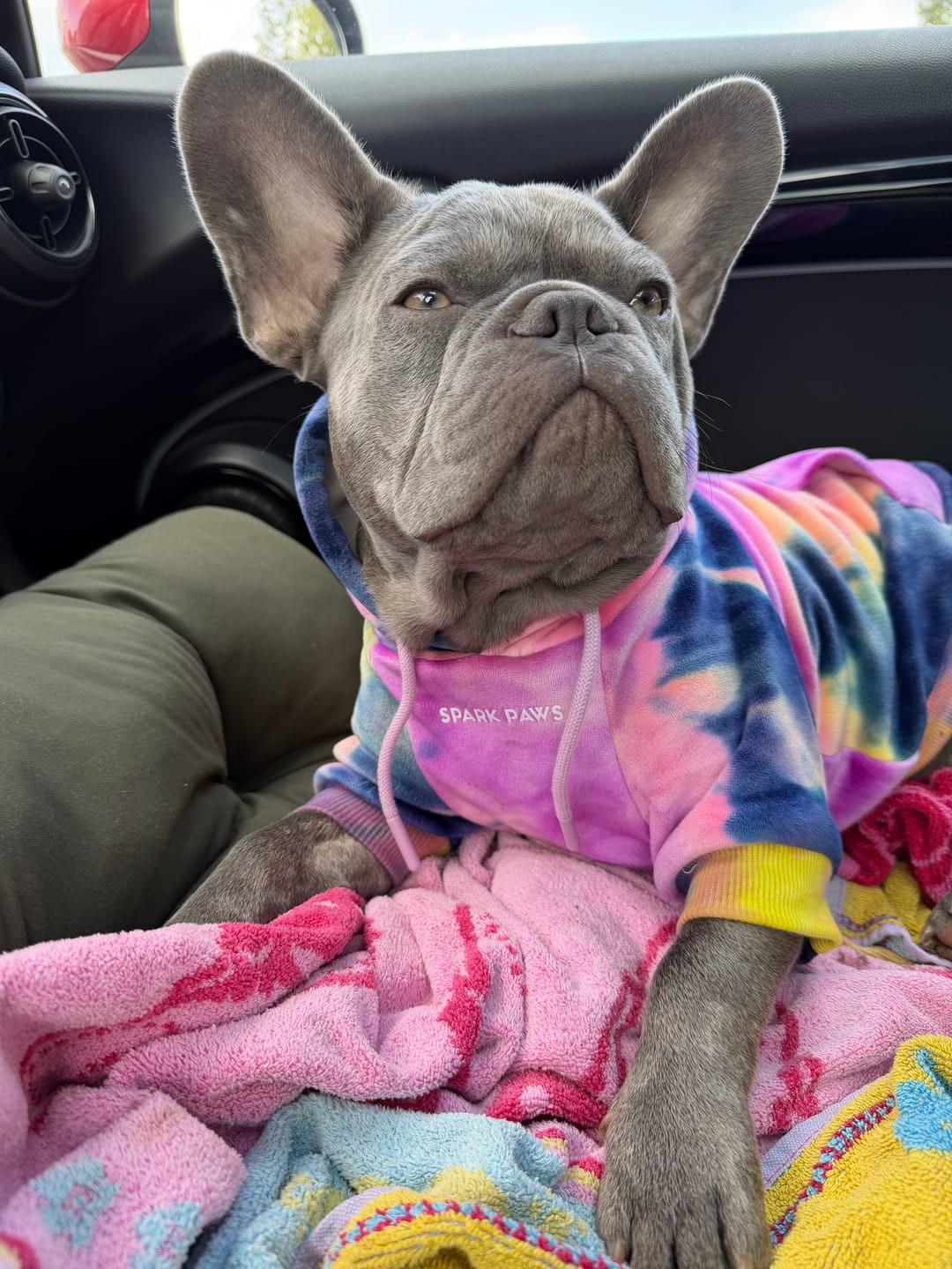 Customer photo review of Velvet Dog Hoodie - Berry Lemonade