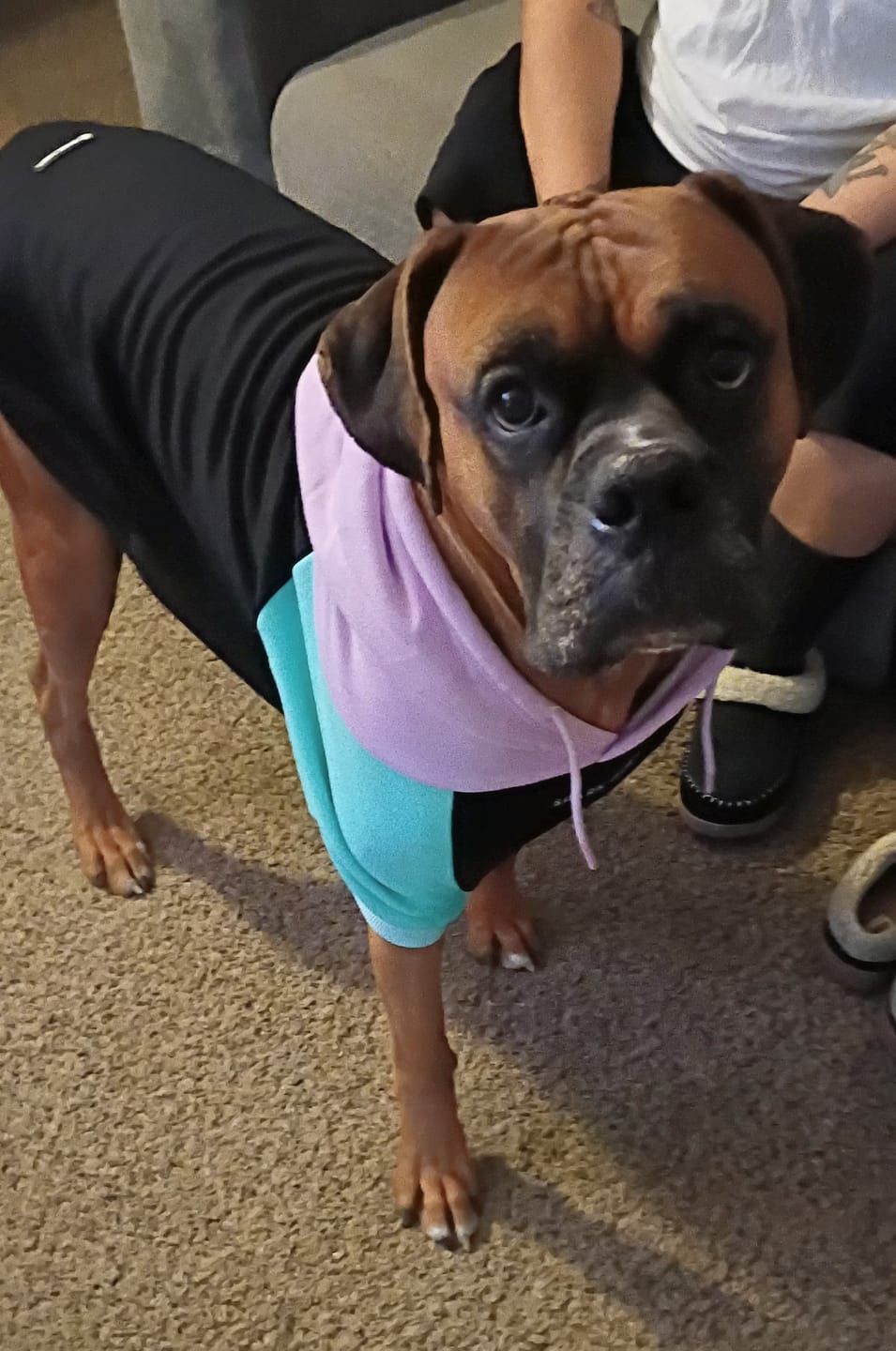 Customer photo review of Color Block Dog Hoodies