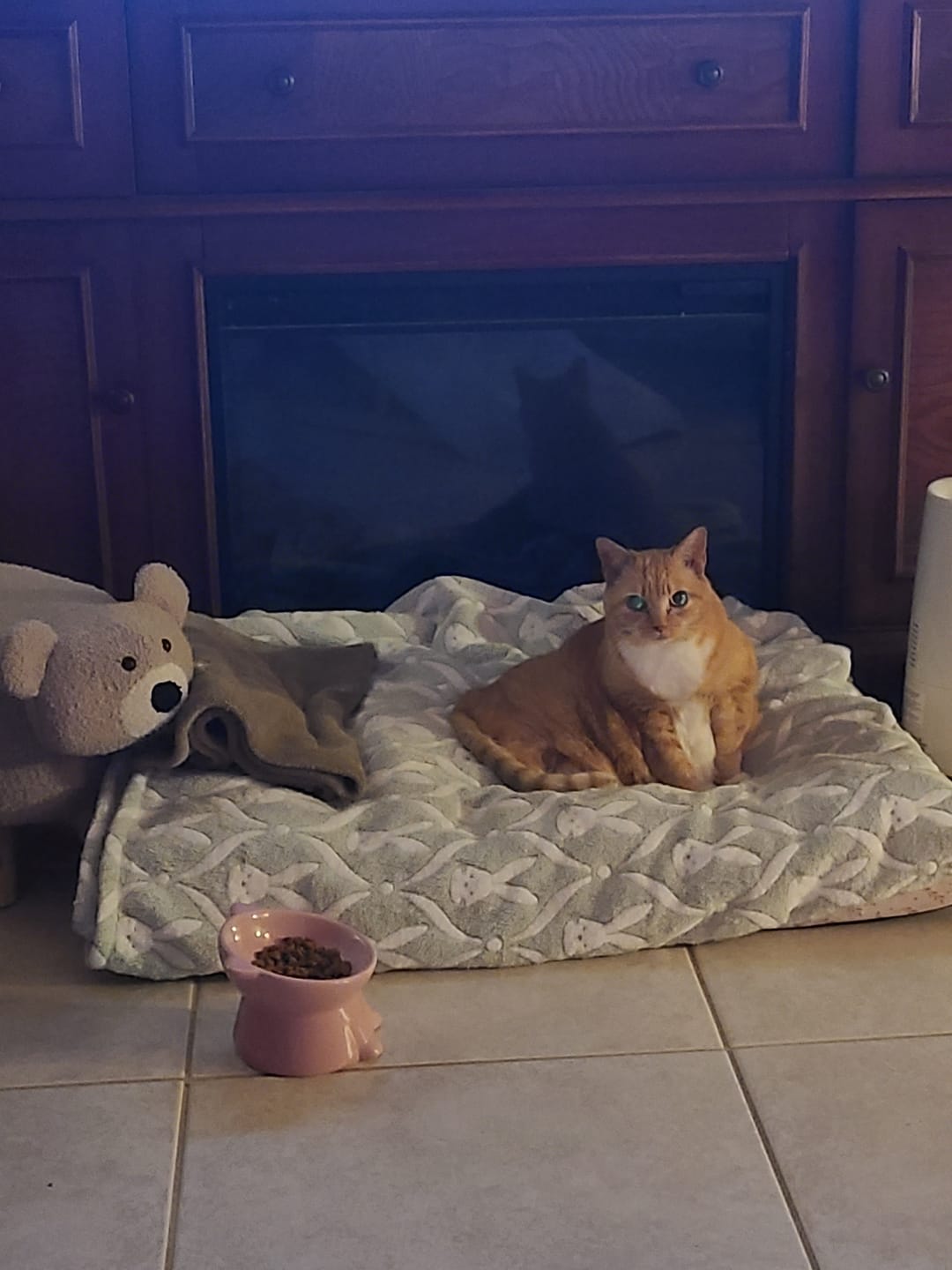 Customer photo review of Breathe Easy Cat Cold, Sneezing & Respiratory Support