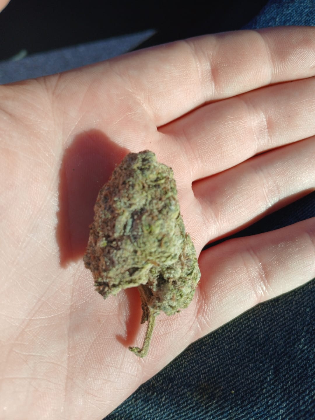 Customer photo review of Orange Dream THCA Flower