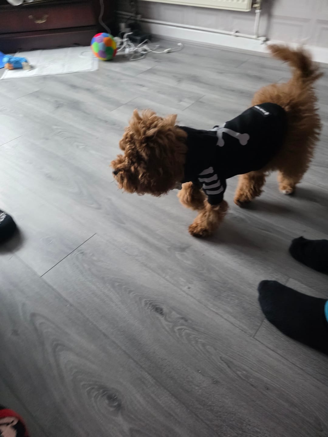 Customer photo review of "WOOF" Dog Hoodie - Black & Reflective