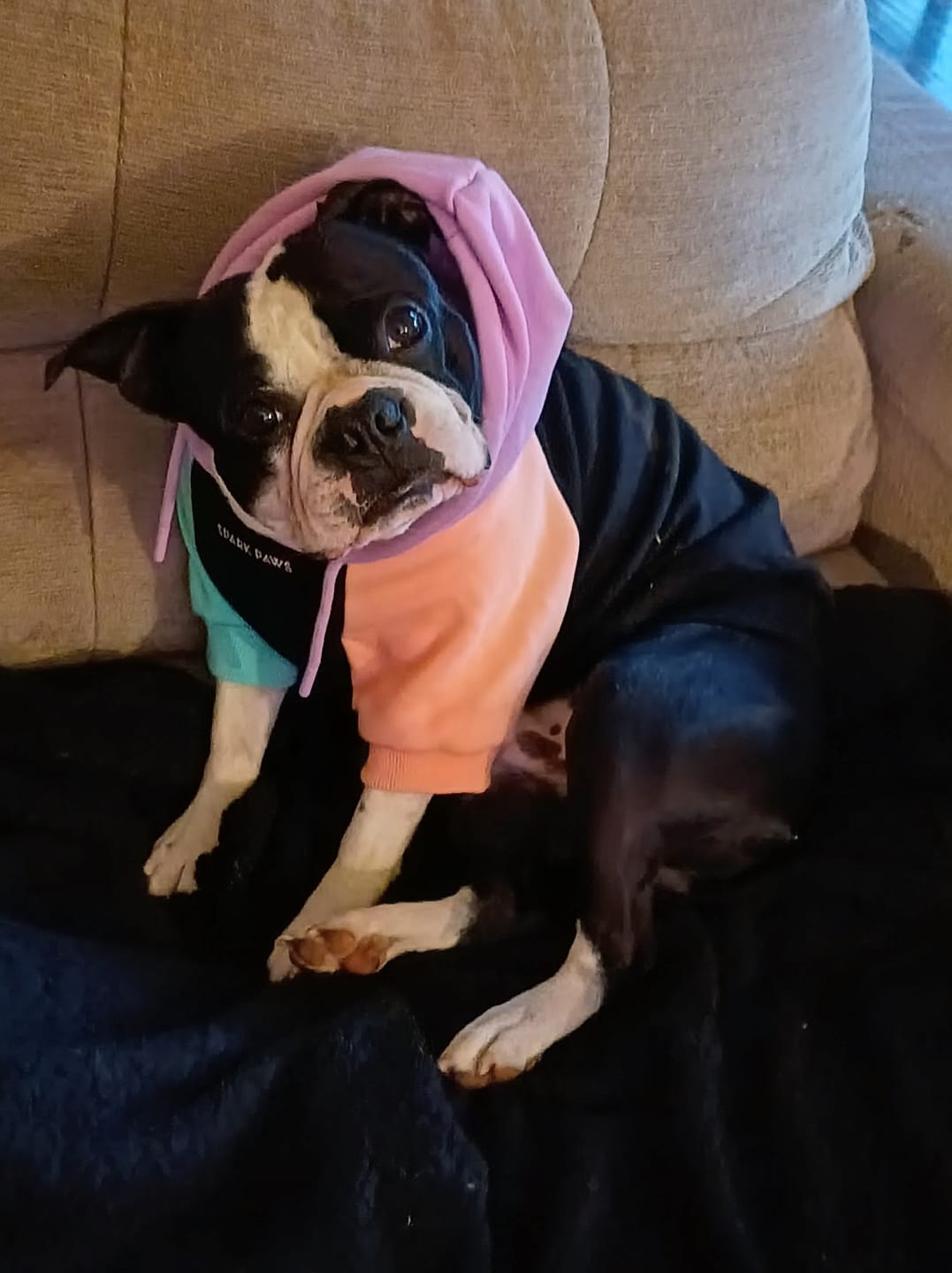 Customer photo review of Color Block Dog Hoodies