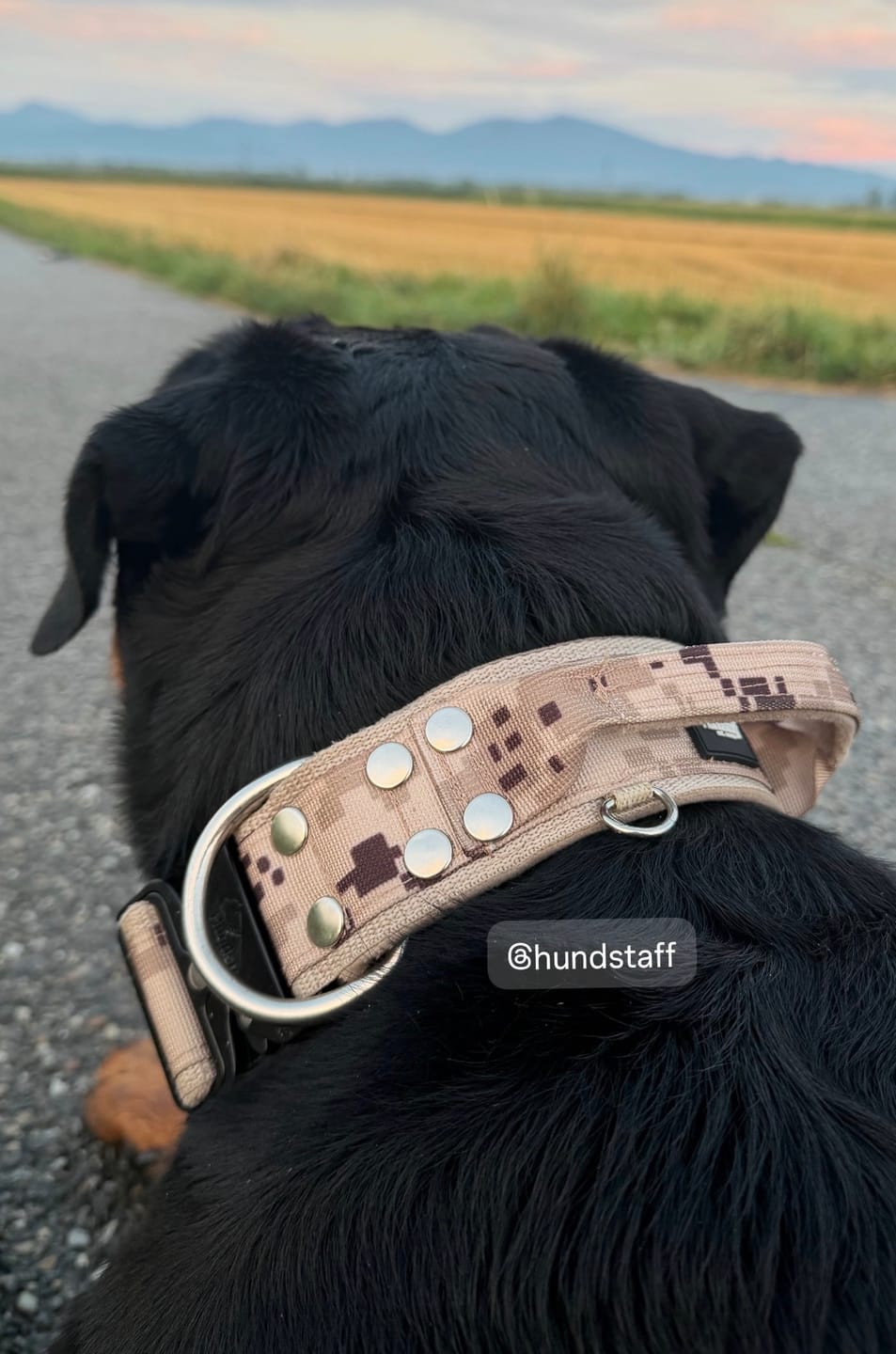 Customer photo review of Extreme Buckle Camo Beige - Starkt och säkert hundhalsband