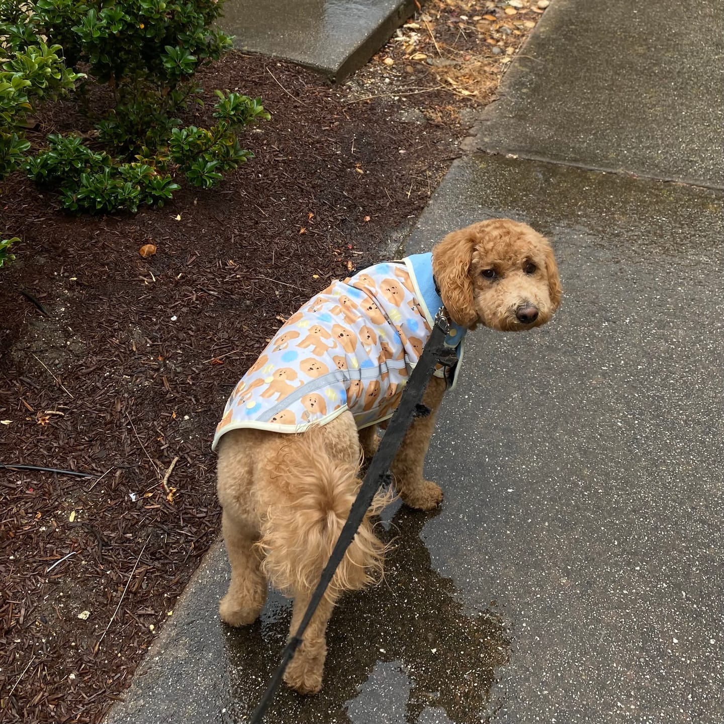 Customer photo review of Rain Jacket - Curly Club